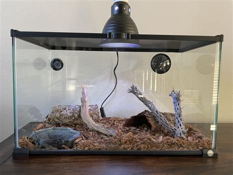 Corn Snake Habitat Setup