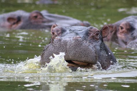 Hippopotamus Plural