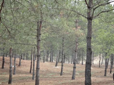 河南发布乡土树种、珍贵树种、固碳能力强树种名录-林业要闻-河南省林业局