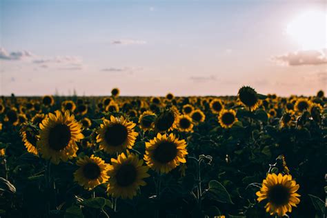 Image result for Text Graphics in Python