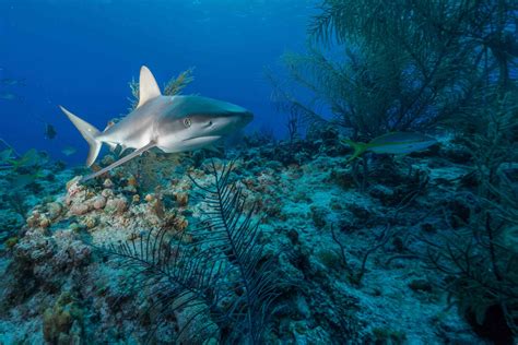 Coral Reef Sharks