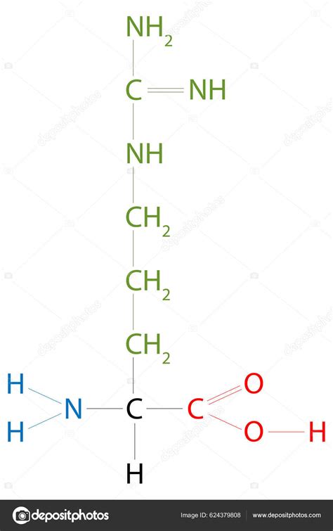 Structure Arginine Arginine Amino Acid Stock Vector Image by ...