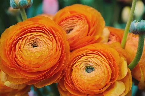 Persian Buttercup: Plant Care & Growing Guide