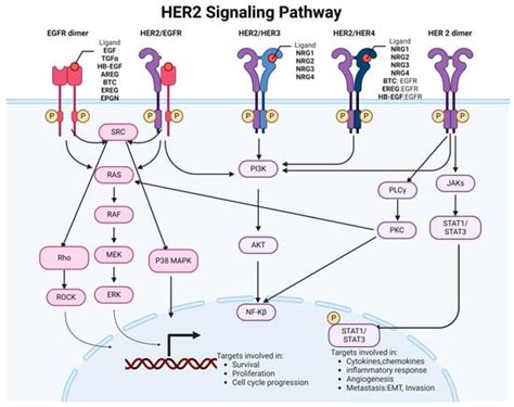 A Comprehensive Review of HER2 in Cancer Biology and Therapeutics