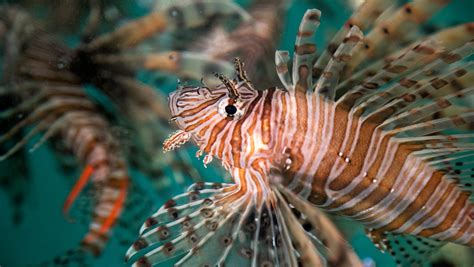Lionfish Eating