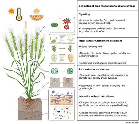 Stress Biology 的图像结果