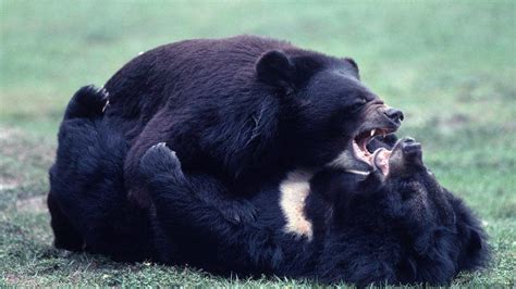 壽山動物園黑熊互咬1死 - 生活 - 自由時報電子報