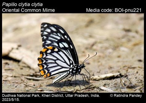 Papilio clytia clytia | Butterfly