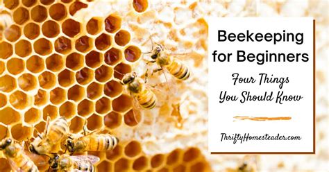 Beekeeping Tutorial 的图像结果