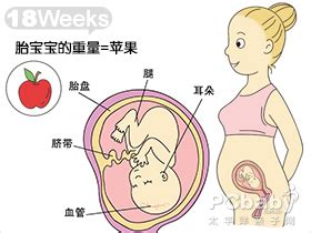 孕產說：18周胎兒在什麼位置，懷孕18周了究竟胎兒位置在哪裡呢？ - 每日頭條