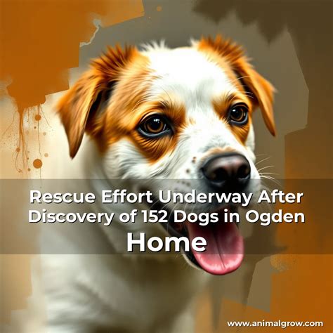 Rescue Effort Underway After Discovery of 152 Dogs in Ogden Home ...