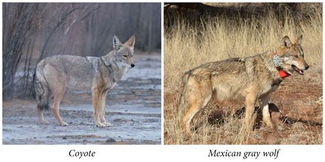 Image result for Wolves vs Coyotes
