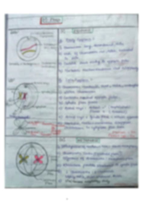 Cell Cycle and Division Notes 的图像结果