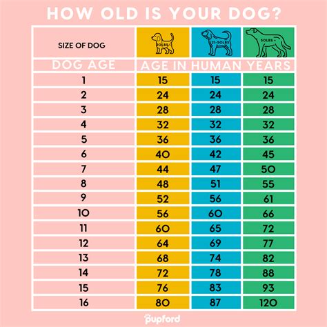 Dog Lifespan: How Long Do Dogs Live in Human Years