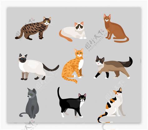 猫 卡通动物设计图__广告设计_广告设计_设计图库_昵图网nipic.com