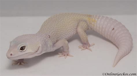 Blizzard Leopard Gecko