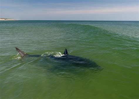Great White Sharks Are Surging off Cape Cod | Scientific American