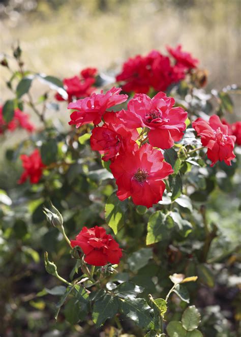 Image result for Small Things Blog