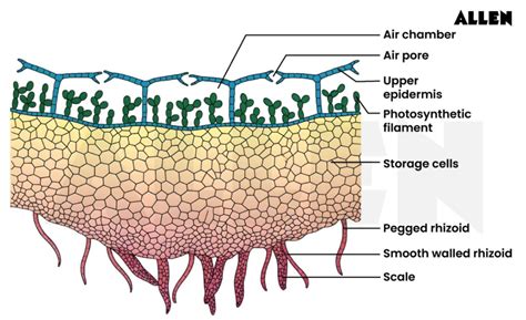 Marchantia: Classification, Reproduction and Life Cycle