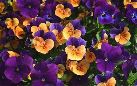 Yellow And Purple Flower Background