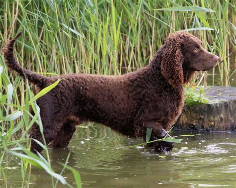Image result for Dock Diving Dogs