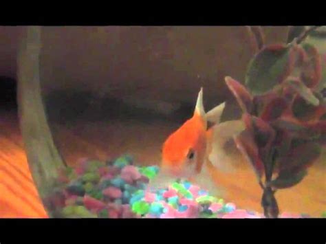 Image result for Beatboxing Cod Fish