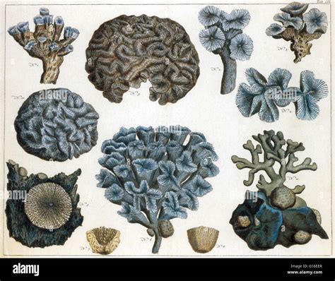 Corals are marine invertebrates in the class Anthozoa of phylum Cnidaria. They typically live in ...
