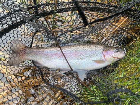 How Big Do Rainbow Trout Get? An Angler's Complete Guide to Sizes, Steelhead & Trophy Fish ...