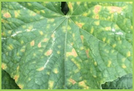 Ridge Gourd Downy Mildew | Ridge Gourd Disease | Symptoms & Control ...