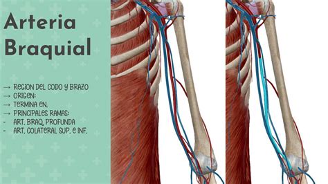 Anatomía De La Vena Braquial Anatomía Vascular: Arterias Y Venas
