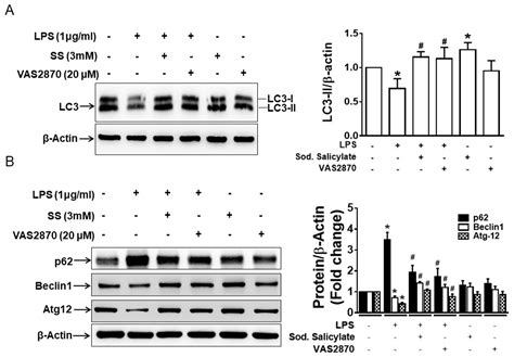Inhibition of NADPH Oxidase (NOX) 2 Mitigates Colitis in Mice with ...