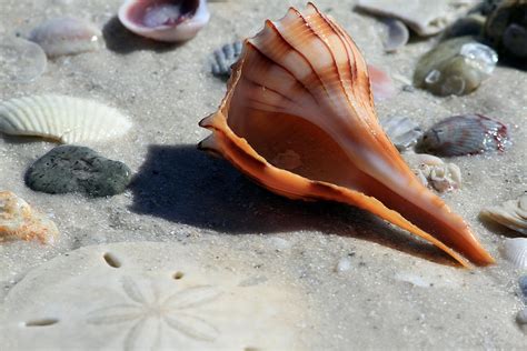 Image result for Ancient Tiger Shell