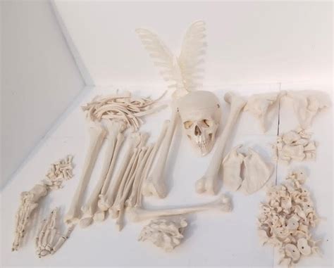 E-Medi Imported Disarticulated Human Skeleton Model Bone Set With 3 ...