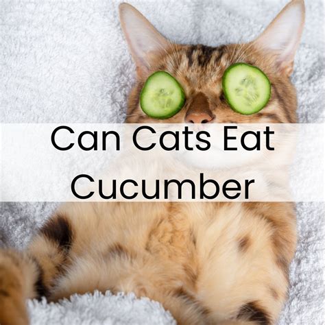 Can Cats Eat Cucumber