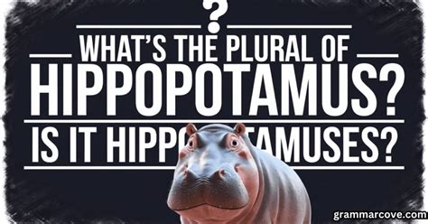 What's the Plural of Hippopotamus? Is it Hippopotamuses? - Grammar Cove