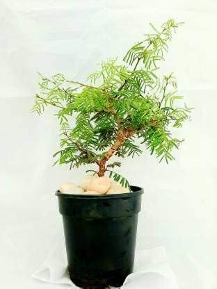 Shami Plant/Vanni Maram (Banni Mara) / Shami Tree/Banni Tree/Vanni ...
