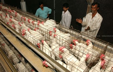 Buy BIRD FLUE Pictures, Images, Photos By BHASKAR PAUL - News pictures