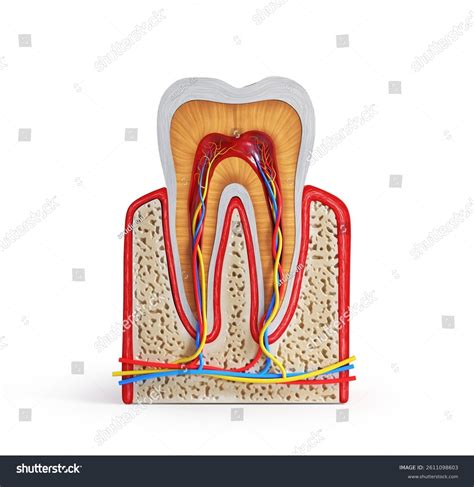 Image result for Tooth Structures