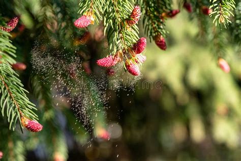 Rezultat imagine pentru Pollen Tree Falling