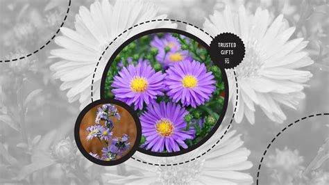 The Meanings of Asters, the Real Stars of the Garden [2025]