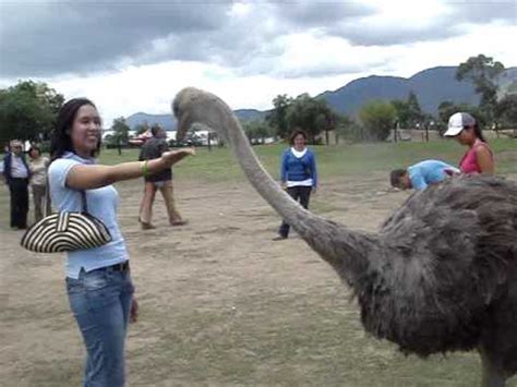 Alex - Avestruz - YouTube