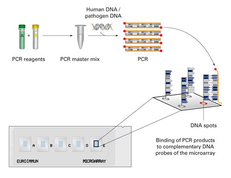 Microarray Kit 的图像结果