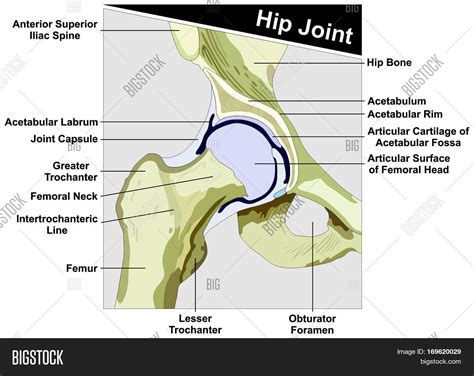 Hip Joint Anatomy diagram figure anatomical structure consist of femur ...