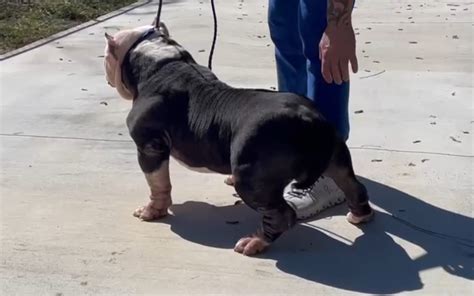 Image result for Bully Silentpatch Install