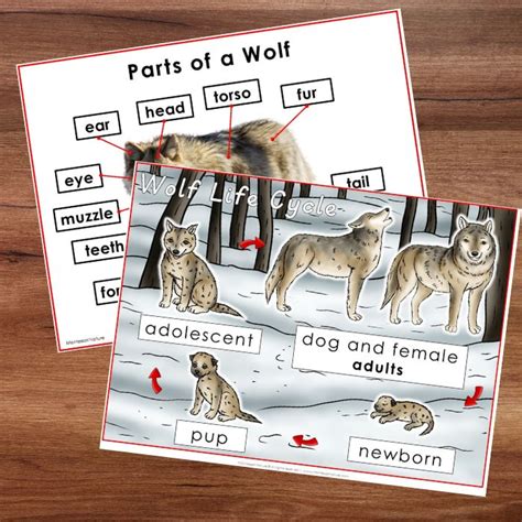 Image result for Wolves Life Cycle