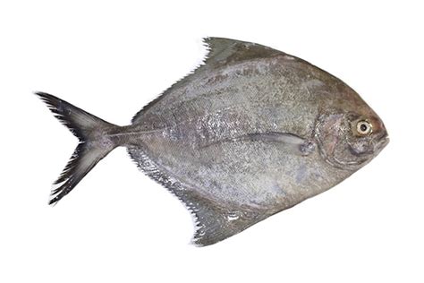Black Pomfret - fishofish