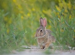 Image result for Baby Mountain Cottontail