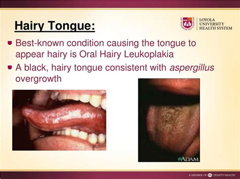 PPT - The Hands and the Tongue PowerPoint Presentation, free download - ID:9186661