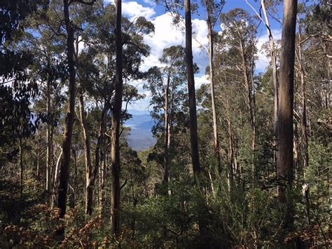 MOUNT TORBRECK (2026) All You Need to Know BEFORE You Go (with Photos ...