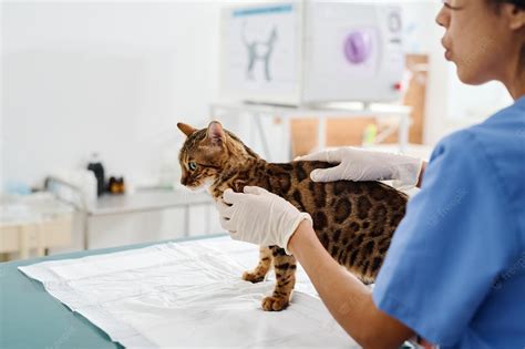 How Long is Veterinary School? - Comtriokini